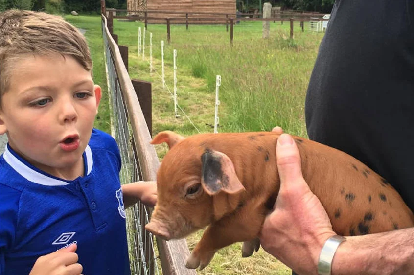 Child Admires Piglet