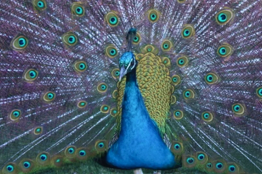 Peacock Showing off