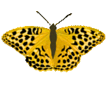 Butterfly animationv2