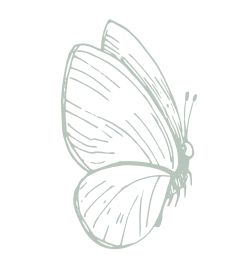 butterfly graphic