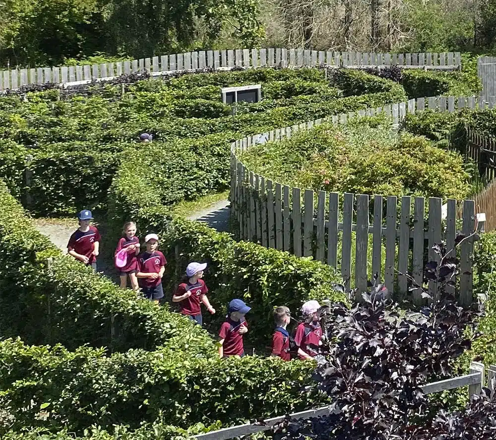 Maze