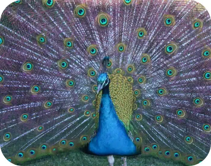 Peacock