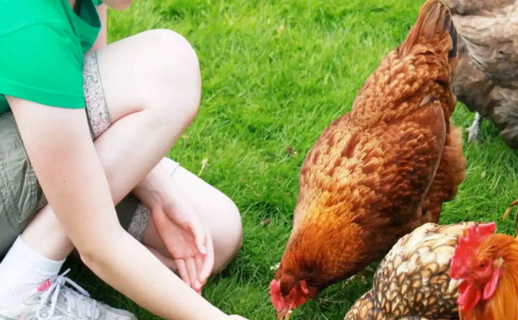 animal feed image 2