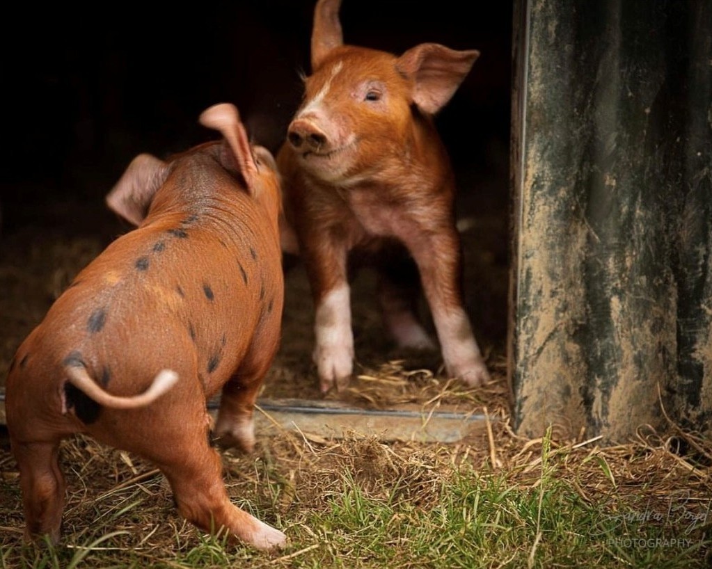 piglets at Greenan Maze