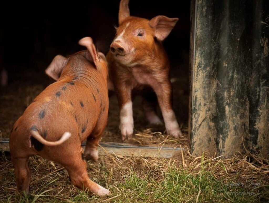 piglets on farm