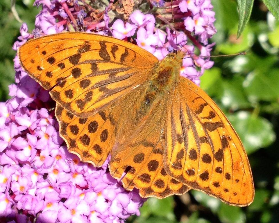 silver washed frittilary at Greenan Maze
